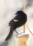 Red winged Blackbird 3386